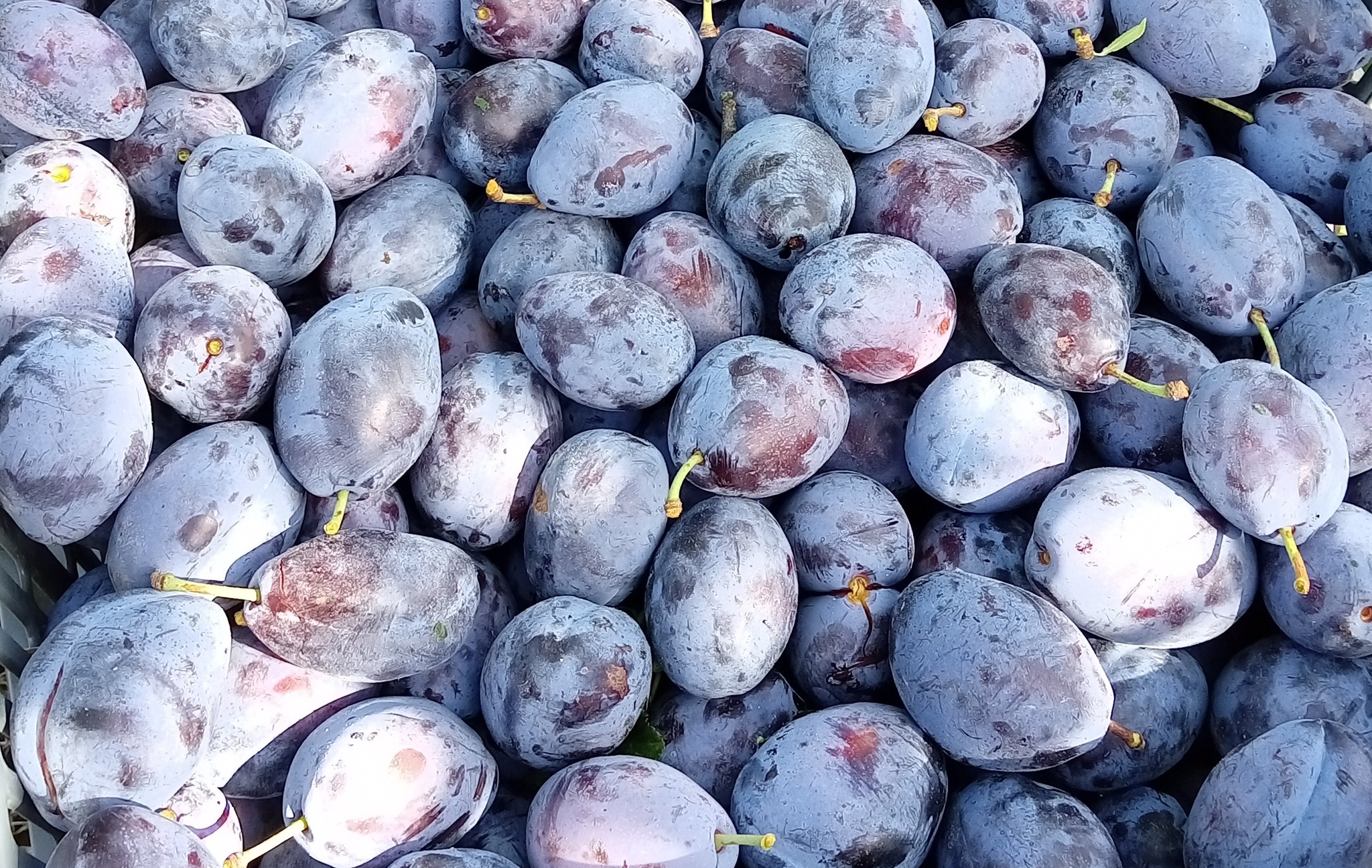 484280937_1057965939699926_3291200464402653934_n